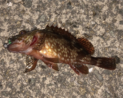 今日もガシリング