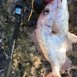 ロックショア本格シーズン