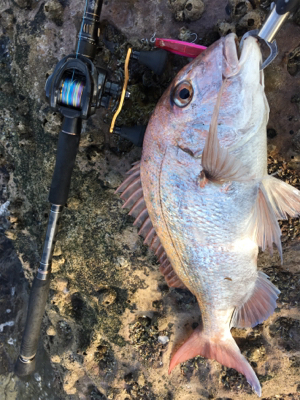 ロックショア本格シーズン