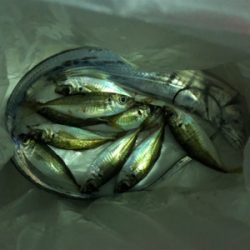 太刀魚を経てアジング