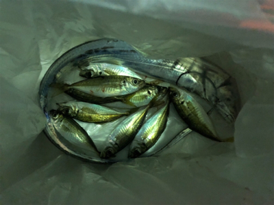 太刀魚を経てアジング