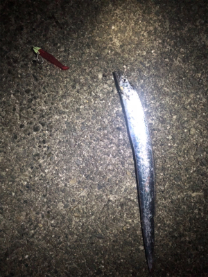 渋かったけどタチウオ