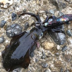 やっとアオリGET (^^)v