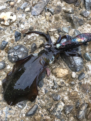 やっとアオリGET (^^)v