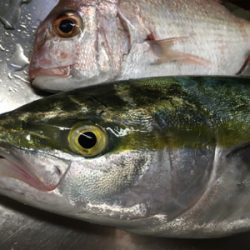 紀北オフショアゲーム