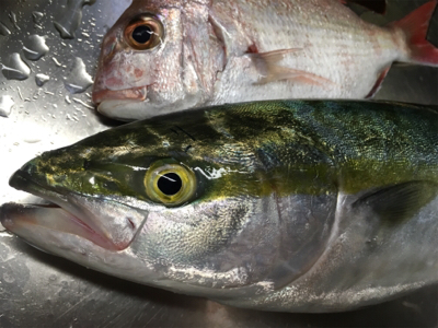 紀北オフショアゲーム