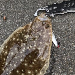 ショアジギングにてまさかの平らいやつ