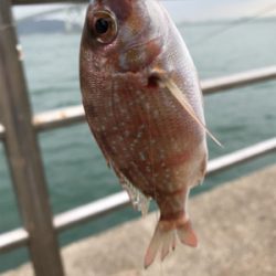 雨の中サビキ釣り