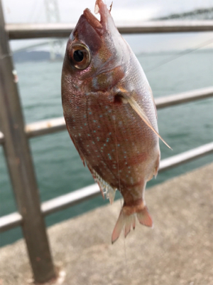 雨の中サビキ釣り