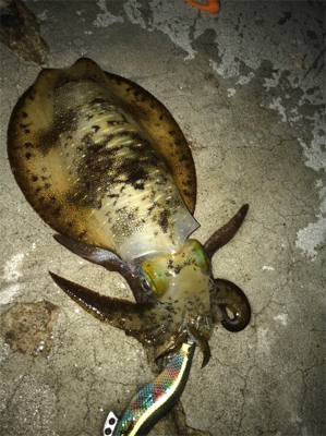 この時期にしてはいいサイズ