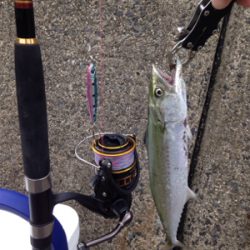 悪天候の中、サゴシ45cm