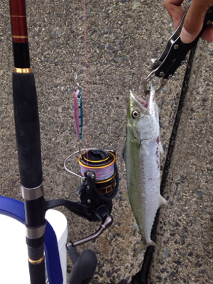 悪天候の中、サゴシ45cm