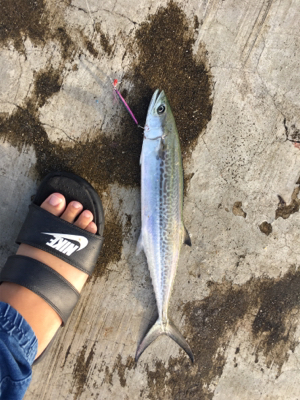 サゴシのみ！タチウオ渋め！