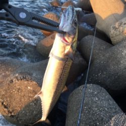 朝まづめショアジギ