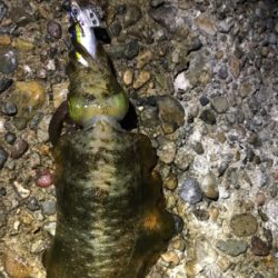 ジギングからのエギング