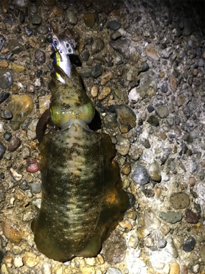 ジギングからのエギング