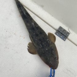 浜名湖ボート爆釣！！