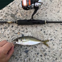 豊島・岡村島 アジング