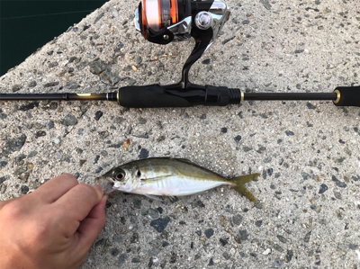 豊島・岡村島 アジング