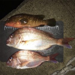 明石  鯛カブラ  虎之介