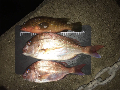 明石  鯛カブラ  虎之介