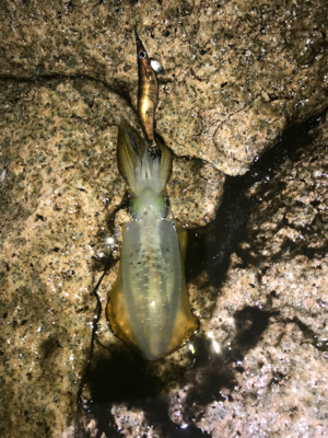 雨のナイトエギング