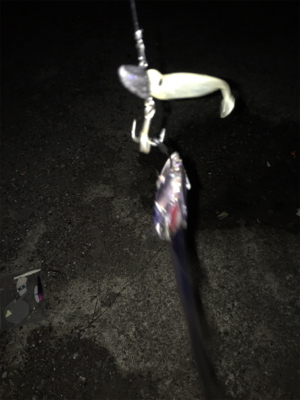 タチウオは爆！青物は、、、