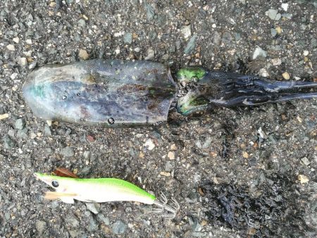 アオリイカ調査