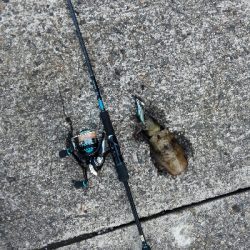 エギングしてたらタコ釣れた爆笑