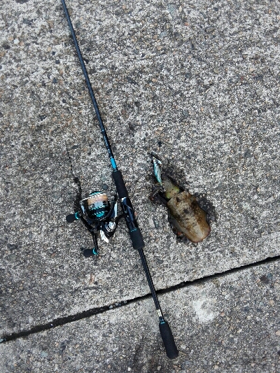 エギングしてたらタコ釣れた爆笑