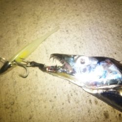 台風前のタチウオ