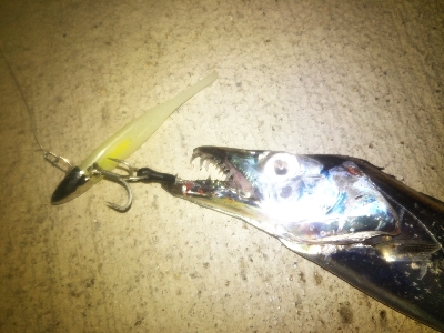 台風前のタチウオ