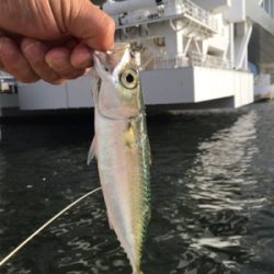 アジ釣れました