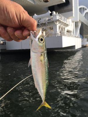アジ釣れました