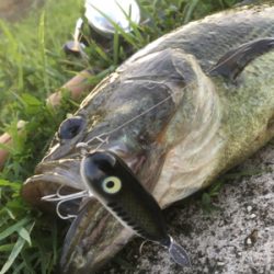 オータムトップ