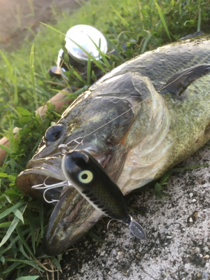 オータムトップ