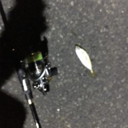 ナイトアジング