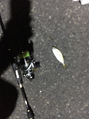 ナイトアジング