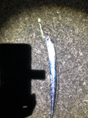 青物、タチ狙い