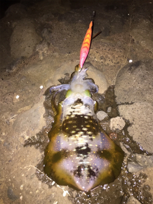 強風の中、今期一番(๑>◡<๑…