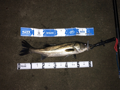 花見川シーバス、チヌ！！