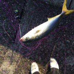 ショアジギ 泳がせまずまず