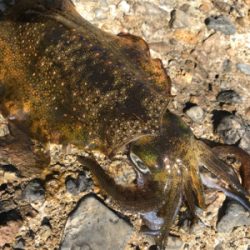 アオリサイズUP (^^)