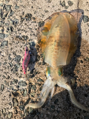 アオリイカ釣果