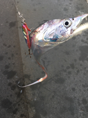 タチウオ渋め？