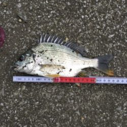 仕事終わり釣行