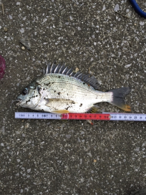 仕事終わり釣行