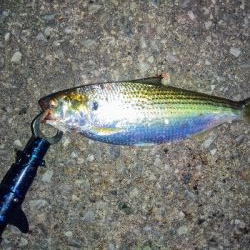 タチウオ狙いのヘビーシンペンでまさかの外道