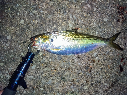 タチウオ狙いのヘビーシンペンでまさかの外道