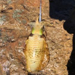 風と波で濁りが…